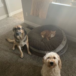 Meet your Posher, Alex